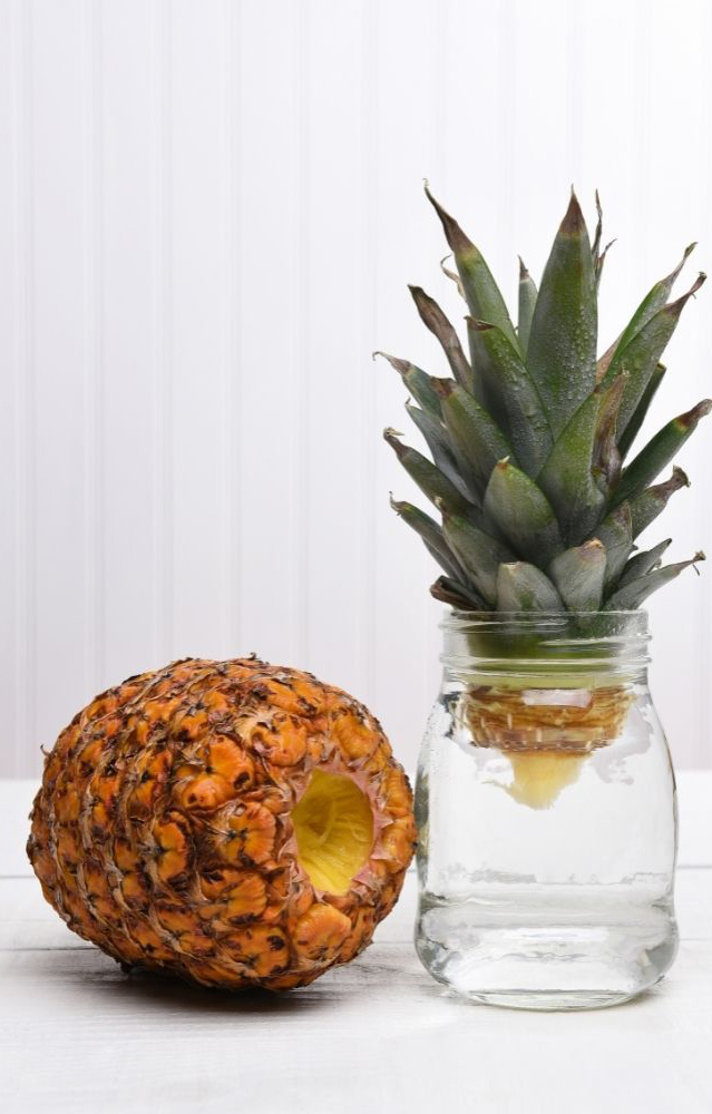 Jak Zasadit Ananas