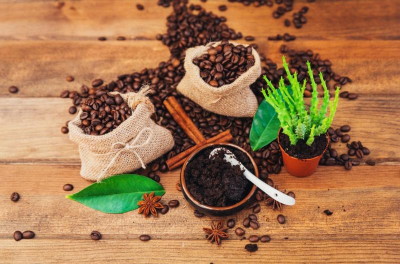 Nevíte si rady co s lógrem po kávě? Využijte ho jako hnojivo pro kytky!