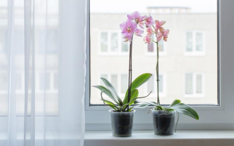 Jak zalévat orchidej v květináči?