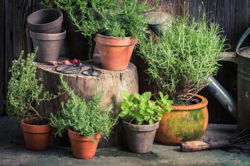 Je nejvyšší čas vysadit bylinky na vaší zahradě, jak na to?
