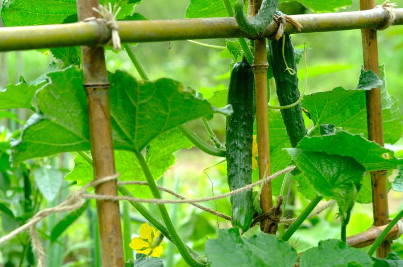 Jak účinně bojovat s plísní u pěstování okurek