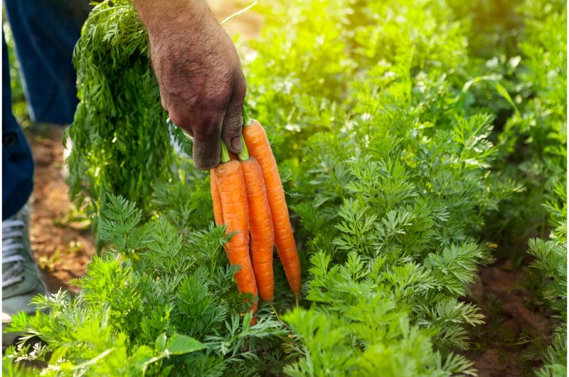 Pro sladší úrodu mrkví začněte se sázením už v listopadu