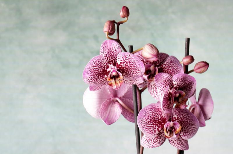 Vyhněte se chybám při zalévání orchidejí v zimě a podpořte jejich správný růst a vzhled