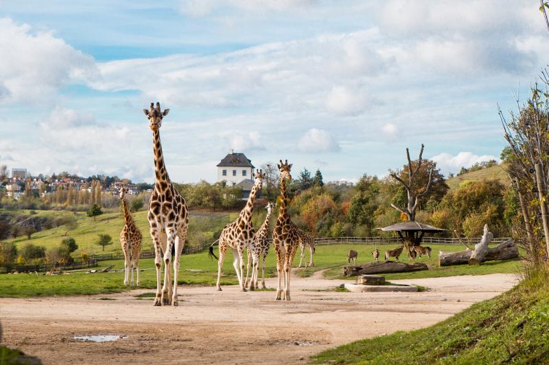 Kaufland Card soutěž: Vyhrajte elektrokoloběžku a rodinný den v Zoo Praha