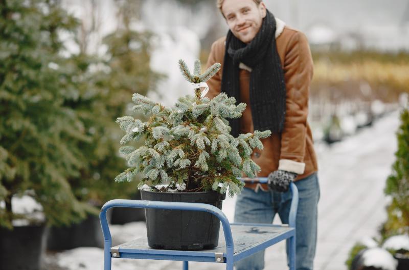 Co dělat s vánočním stromkem v květináči? Určitě ho nesázejte bez povolení v lese