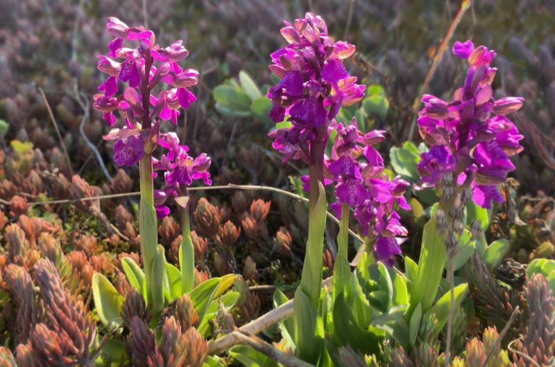 Kde kvetou divoké orchideje: Průvodce přirozenými hájemstvími orchidejí po celém světě