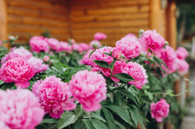Vytvořte si pivoňkovou zahradu snů: Tajemství pro bohaté květy