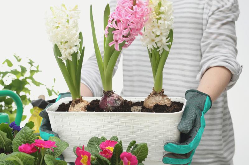 Hyacinty jako z pohádky! 5 tipů, jak je správně pěstovat a pečovat o ně