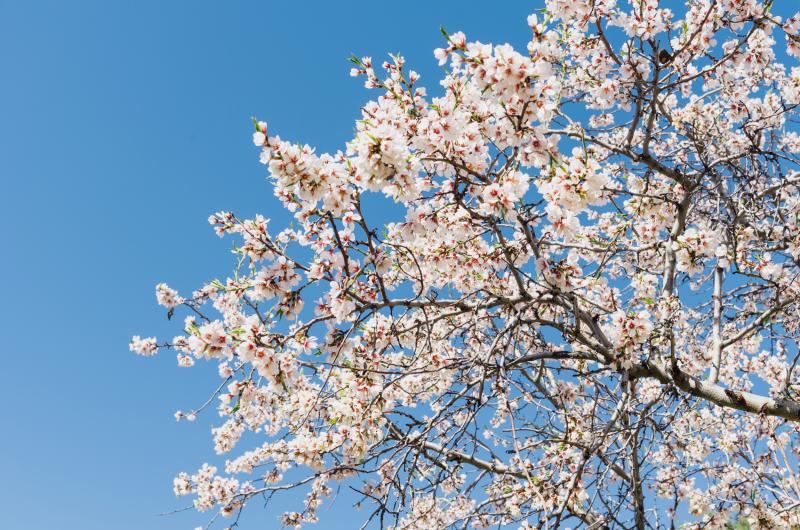 Mandloňové šílenství v Hustopečích: Slavnosti vína a květů lákají davy