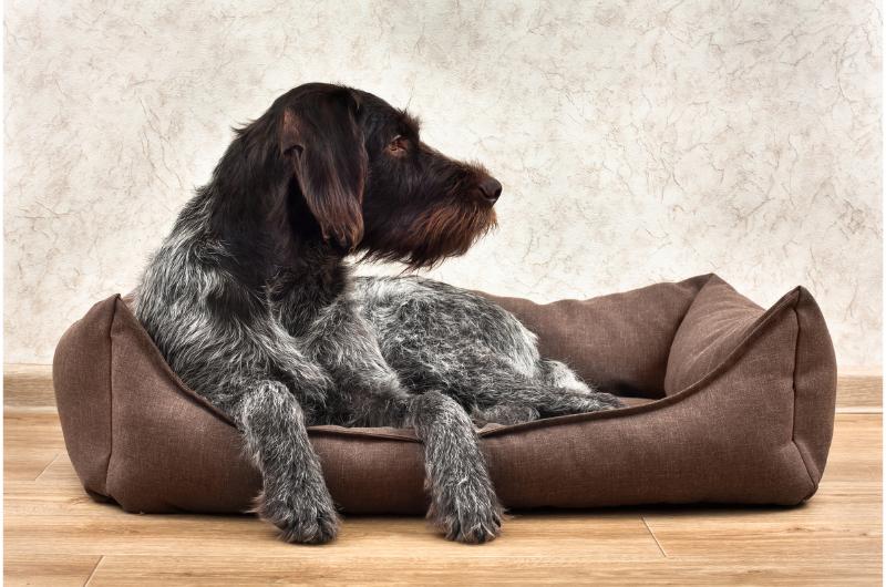 Jak často prát pelíšek psa? Většina lidí dělá zásadní chybu, varuje veterinář