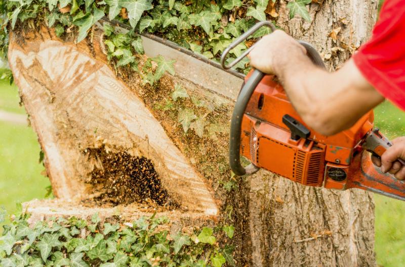 Chcete pokácet strom na zahradě? Pozor, bez povolení hrozí vysoká pokuta