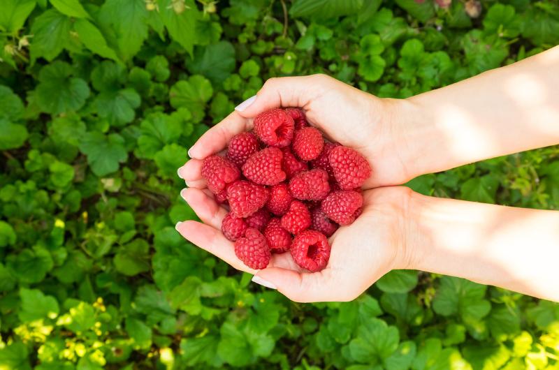 Chcete mít maliny jako nikdy předtím? Přidejte jim na jaře tuhle "tajnou" ingredienci!