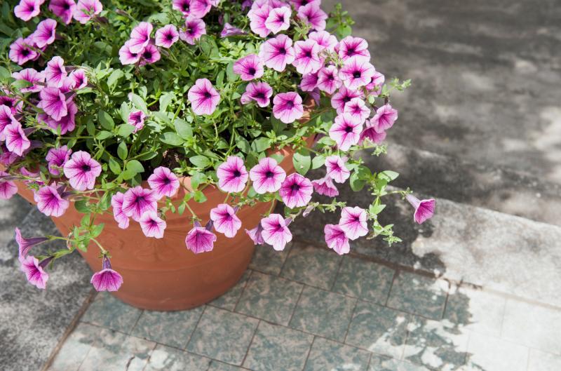 Proč vadnou petúnie: Nejčastější chyby při zalévání a péči, kterým se musíte vyhnout