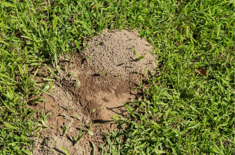 Co nemají rádi mravenci? Těchto 5 věcí je spolehlivě vyžene ze záhonů i skleníku