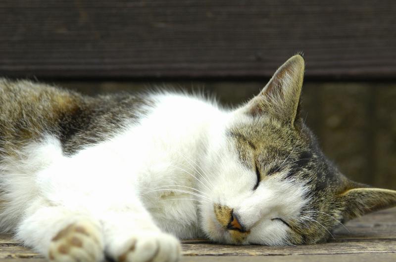 Proč kočky raději spí na levém boku? Vědci odhalili překvapivý důvod