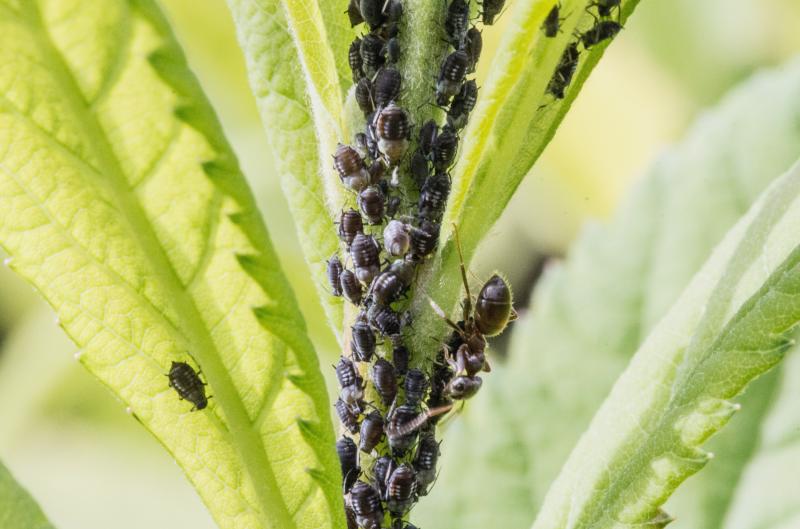 Zbavte se mšic bez chemie: Stačí mléko z lednice a růže rozkvetou jako nikdy