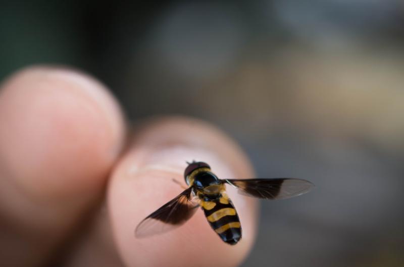 Proč vosy útočí zrovna na vás? Možná děláte tuto zásadní chybu