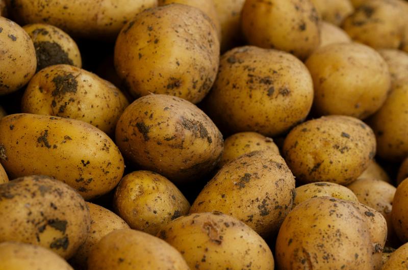 Jak poznat jedovatý brambor: nenápadná změna, která může ohrozit zdraví