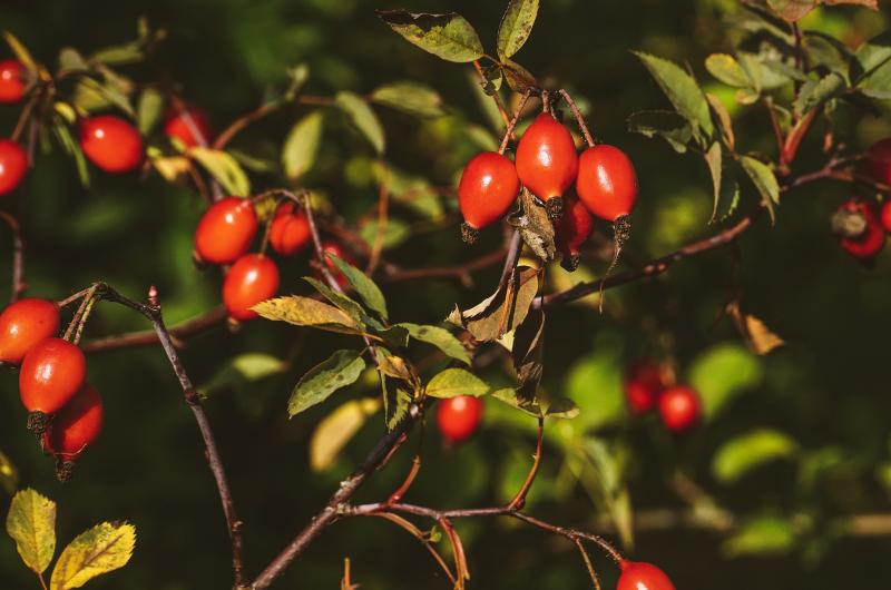 Šípek: Podzimní supervitamín, který porazí citron. Pomáhá při hubnutí, tlaku i vráskách