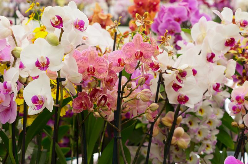 Orchideje vám nekvetou? Tento jednoduchý trik je probudí během pár dní