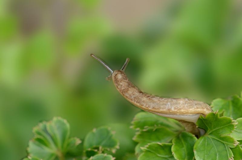 Slimáci útočí už na jaře: Tyto babské rady vás jich zbaví dřív, než zničí úrodu