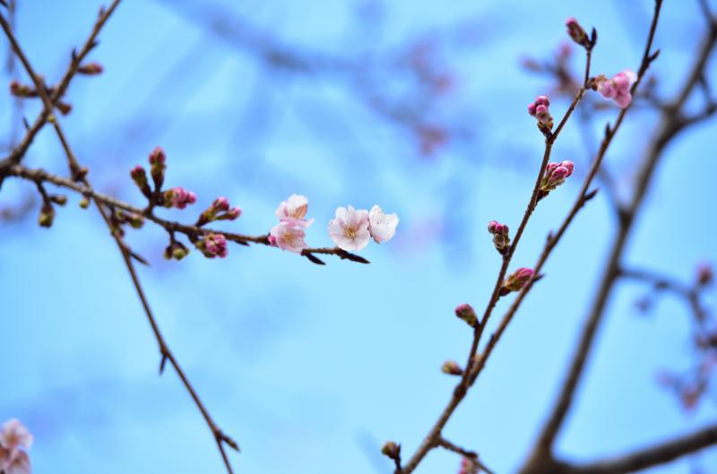 Proč postřik švestek nefunguje? 5 chyb, kvůli kterým ochrana stromů často selže