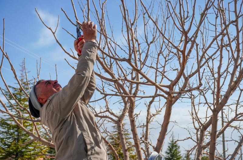 Mráz vám spálil ovocné stromy? Hlavně teď neberte do ruky nůžky, varují odborníci