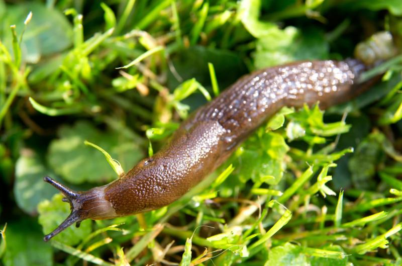 5 rostlin, které slimáci nenávidí: Máte je na zahradě i vy?