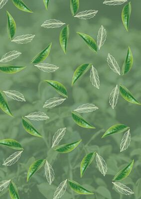 Leták Oxalis - čaj a káva
		  platný do 31.12.2025 - strana 2