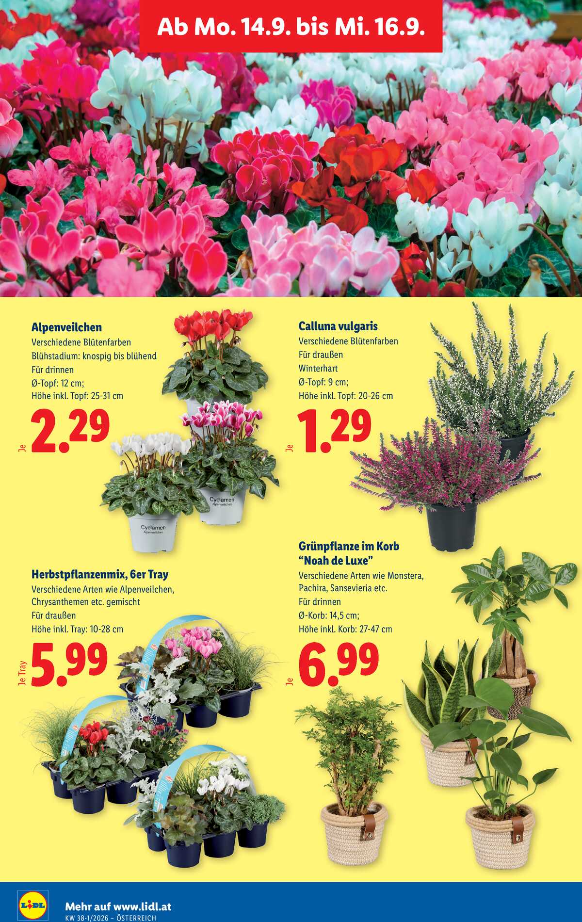 Leták Lidl Rakousko 10.9.-16.9.2026 strana 31