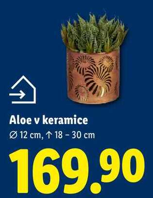 Aloe v keramice