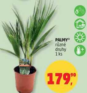 PALMY různé druhy, 1 ks