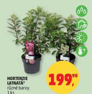 HORTENZIE LATNATÁ různé barvy, 1 ks