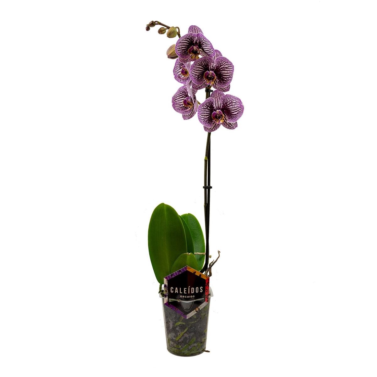 Phalaenopsis 1 výhon, 1 KS