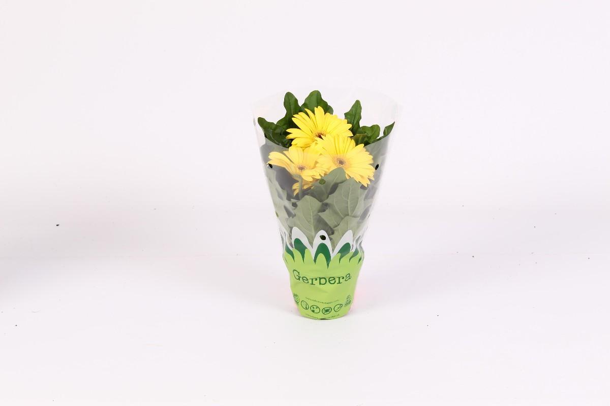 Gerbera, 1 KS