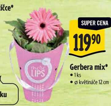 Gerbera mix*, 1ks