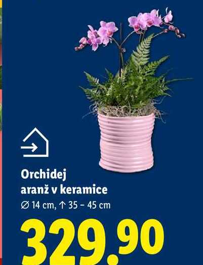 Orchidej aranž v keramice, 14 cm