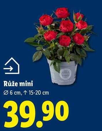 Růže mini