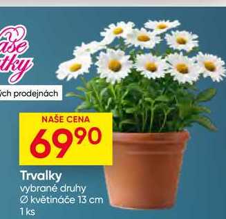 Trvalky vybrané druhy květináče 13 cm 1ks