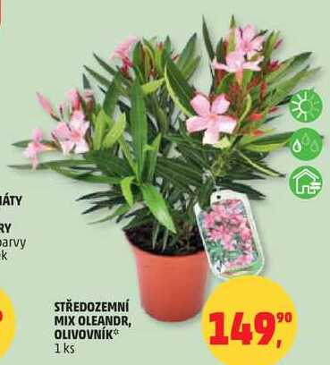 STŘEDOZEMNÍ MIX OLEANDR, OLIVOVNÍK, 1 ks