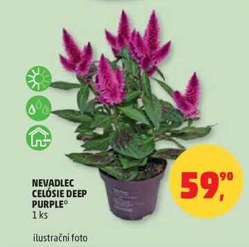 NEVADLEC CELÓSIE DEEP PURPLE, 1 ks 