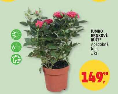 JUMBO HRNKOVÉ RŮŽE v ozdobné fólii, 1 ks