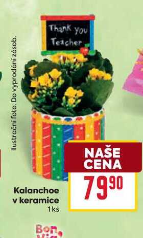 Kalanchoe v keramice 1ks  