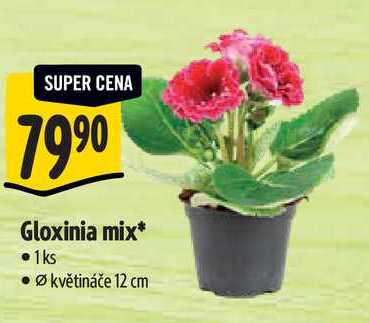Gloxinia mix