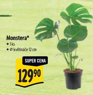 Monstera