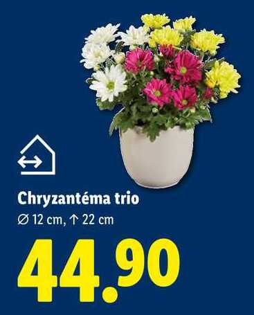 Chryzantéma