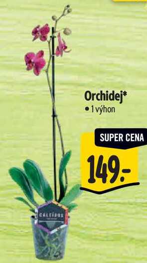 Orchidej