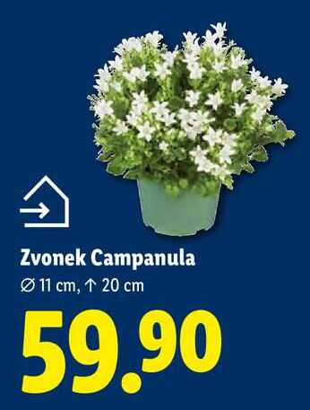 Zvonek Campanula