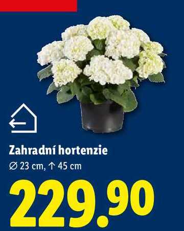 Zahradní hortenzie