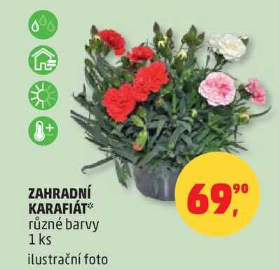 ZAHRADNÍ KARAFIÁT různé barvy 1 ks